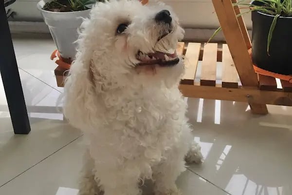MyPet Veteriner Kliniği - Resim 20