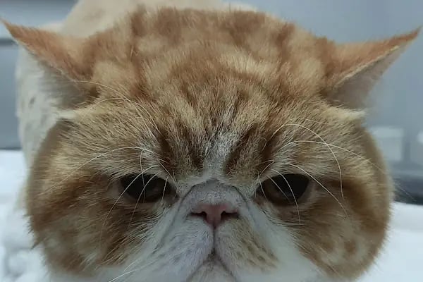 MyPet Veteriner Kliniği - Resim 2