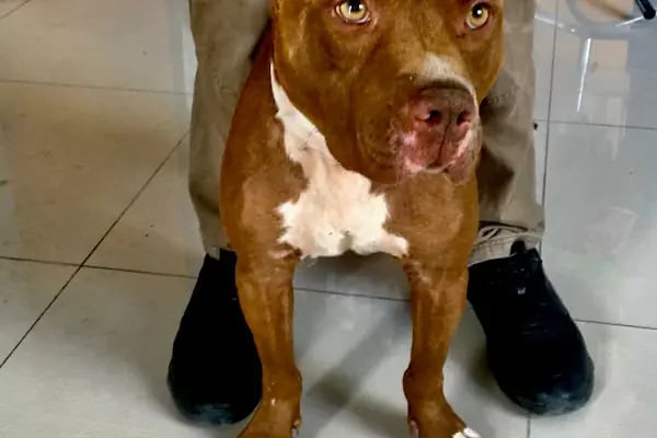 MyPet Veteriner Kliniği - Resim 7