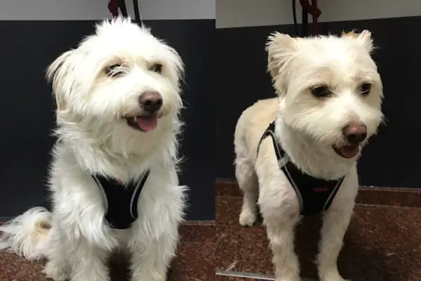 MyPet Veteriner Kliniği - Resim 18