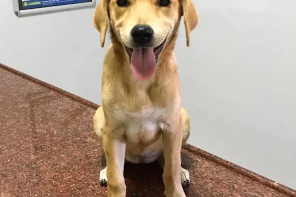 MyPet Veteriner Kliniği - Resim 19