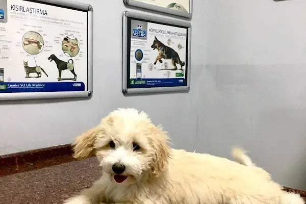 MyPet Veteriner Kliniği - Resim 9