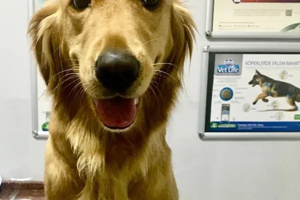 MyPet Veteriner Kliniği - Resim 14