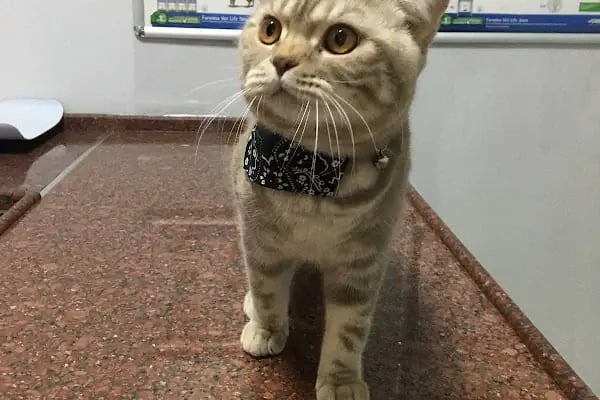 MyPet Veteriner Kliniği - Resim 3