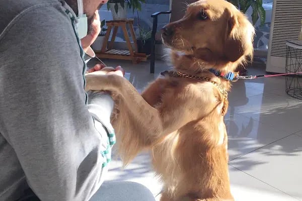 MyPet Veteriner Kliniği - Resim 17
