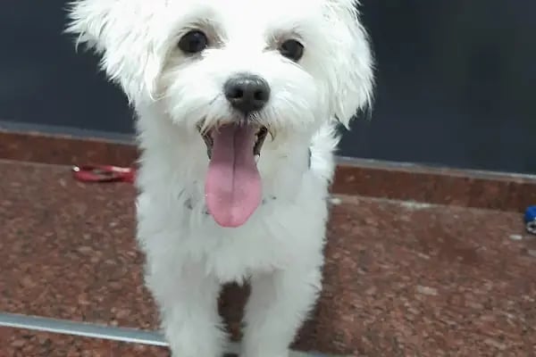 MyPet Veteriner Kliniği - Resim 8