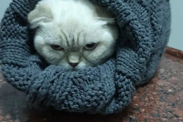 MyPet Veteriner Kliniği - Resim 6