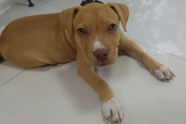 MyPet Veteriner Kliniği - Resim 10