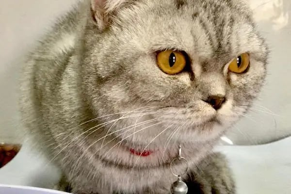 MyPet Veteriner Kliniği - Resim 11