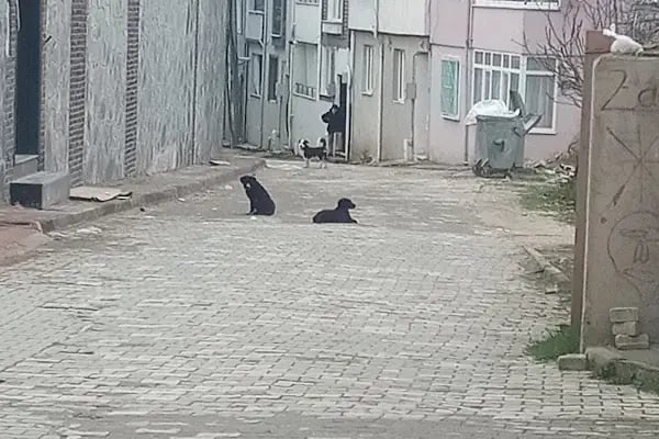 Ptt-yenice Şubesi - Resim 3
