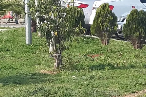 SGK Adana Sosyal Güvenlik İl Müdürlüğü - Resim 2