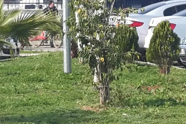SGK Adana Sosyal Güvenlik İl Müdürlüğü - Resim 15
