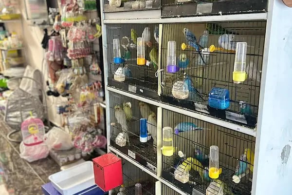 Kuzey Pet Shop Kazım Karabekir mahallesi 1045 sokak no 78/b Esenler/İSTANBUL - Resim 13
