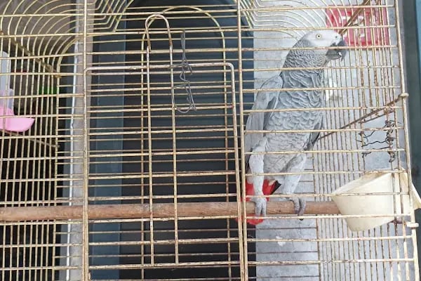 Kuzey Pet Shop Kazım Karabekir mahallesi 1045 sokak no 78/b Esenler/İSTANBUL - Resim 6