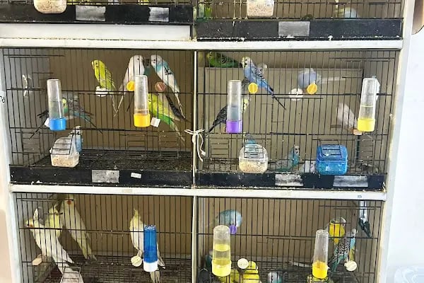 Kuzey Pet Shop Kazım Karabekir mahallesi 1045 sokak no 78/b Esenler/İSTANBUL - Resim 3