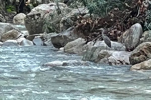 Altıntaş piknik restaurant - Resim 9