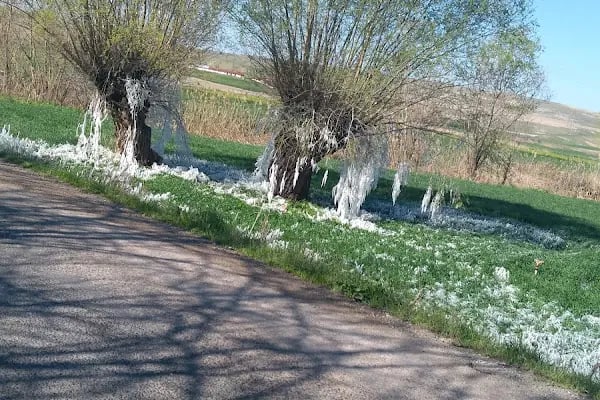 Doğal Bahçe Köy Kahvaltısı ve Yöresel Lezzetler - Resim 3