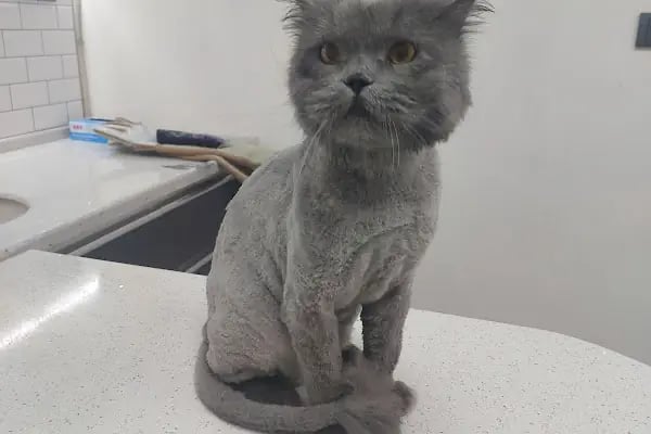 Narlıdere Veteriner Kliniği - Resim 11
