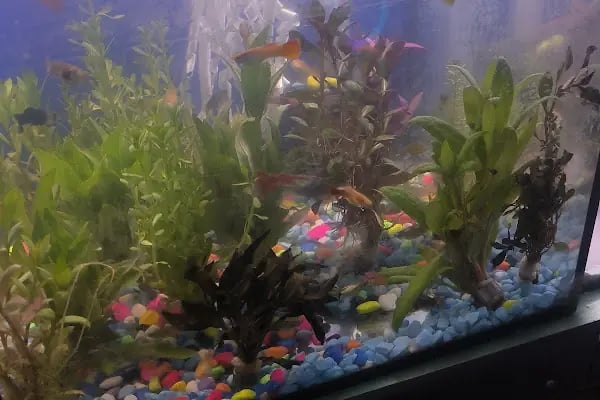 Uğur Petshop - Resim 3