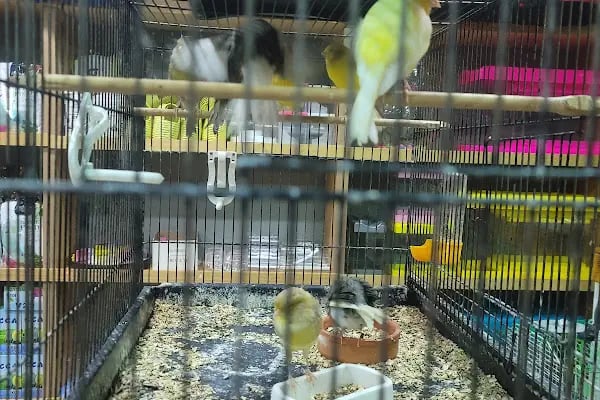 Uğur Petshop - Resim 7