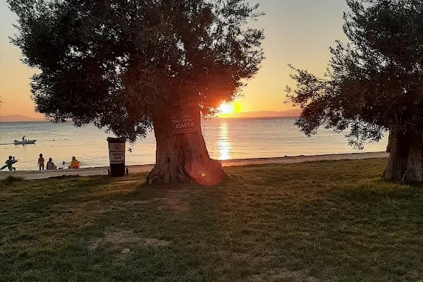 Pelitköy Bağlarburnu Sahili - Resim 11