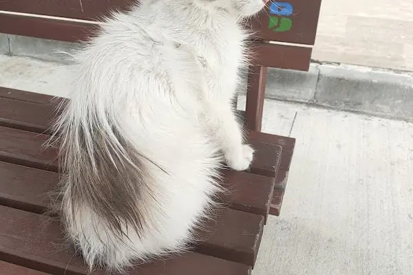 SemPaty Veteriner Kliniği - Resim 11