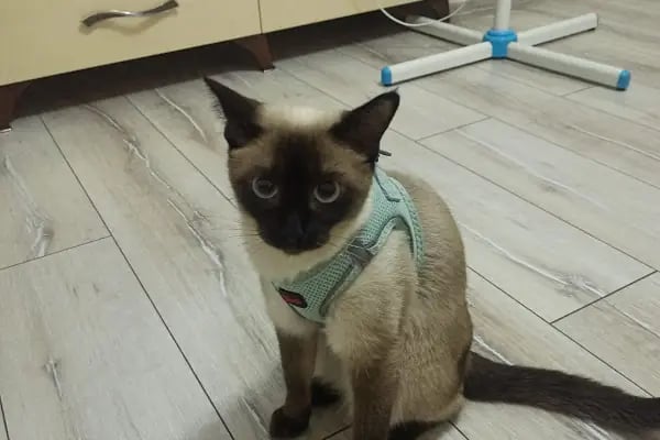 SemPaty Veteriner Kliniği - Resim 9