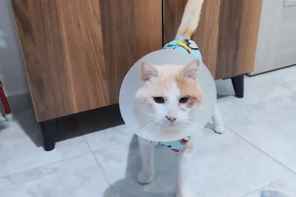 SemPaty Veteriner Kliniği - Resim 8
