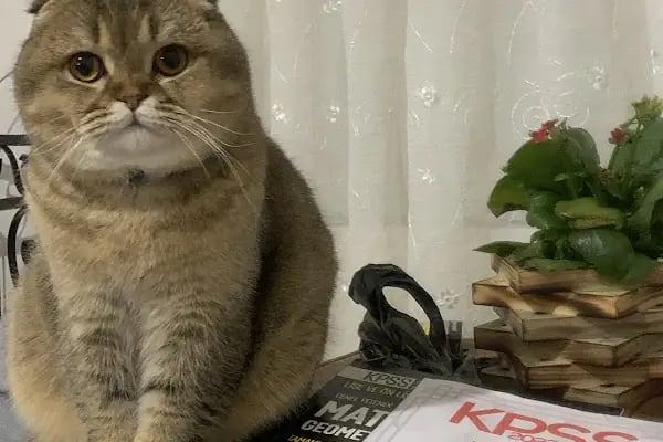 SemPaty Veteriner Kliniği - Resim 16