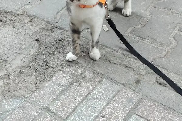 SemPaty Veteriner Kliniği - Resim 14