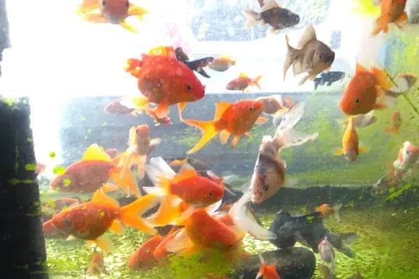 BİLGİN PETSHOP - Resim 6