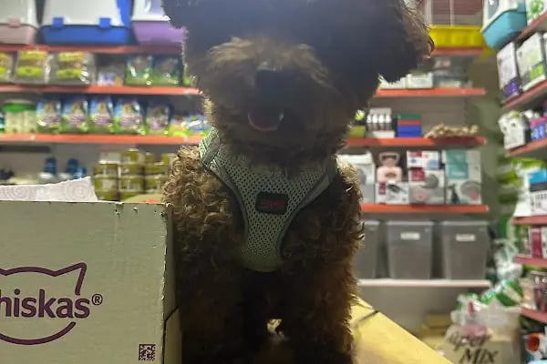 Ada petshop - Resim 6