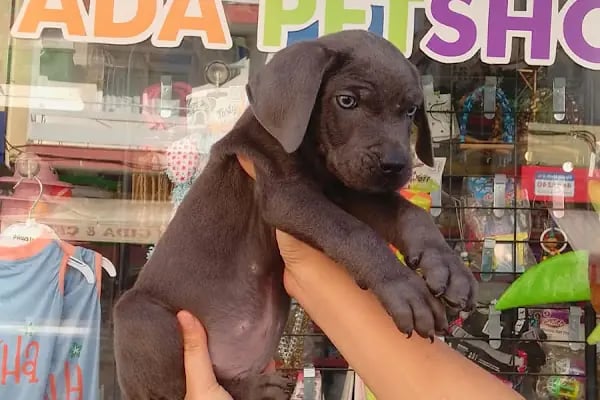 Ada petshop - Resim 15