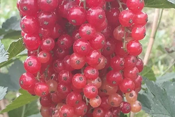 uzumsumeyveler.com - Resim 16