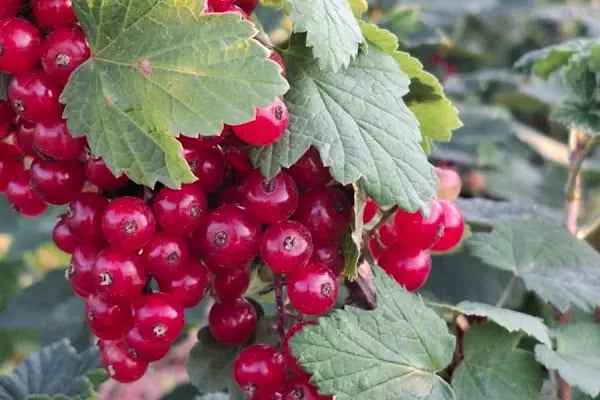 uzumsumeyveler.com - Resim 17