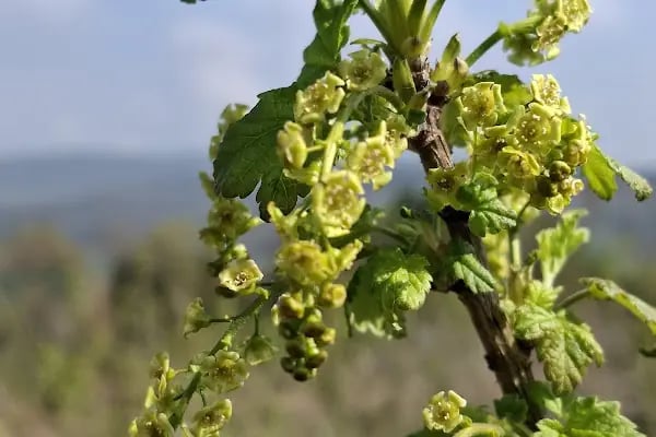 uzumsumeyveler.com - Resim 19