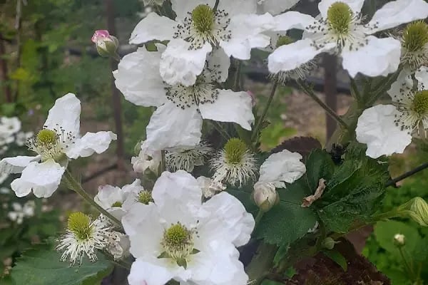 uzumsumeyveler.com - Resim 18