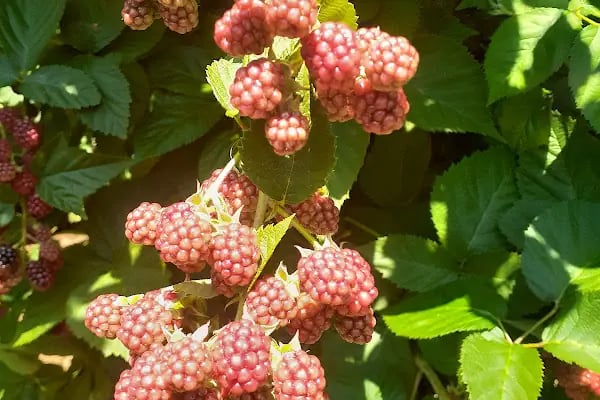 uzumsumeyveler.com - Resim 12