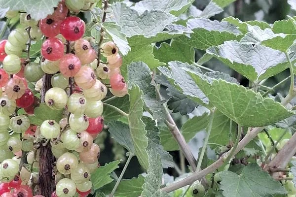uzumsumeyveler.com - Resim 7