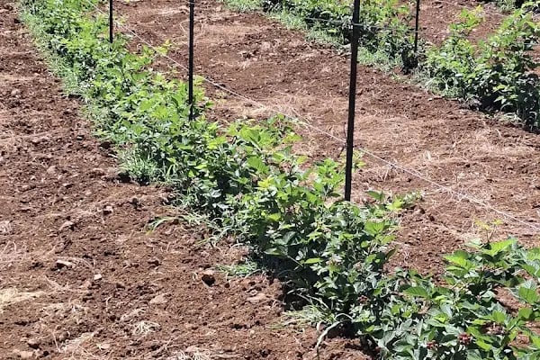uzumsumeyveler.com - Resim 6