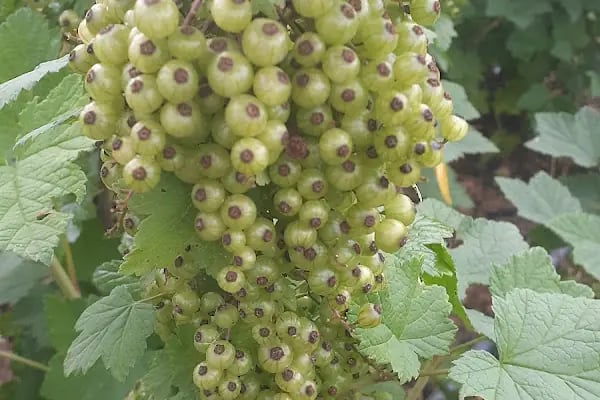 uzumsumeyveler.com - Resim 14