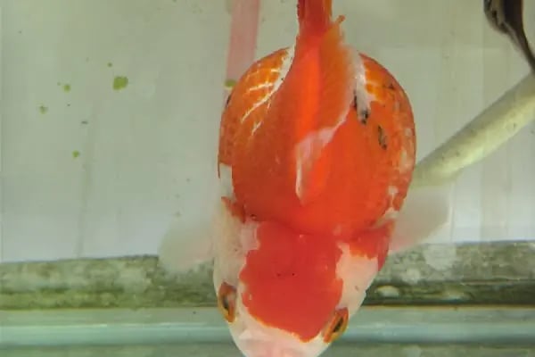 Ceren Petshop YENİKENT - Resim 18