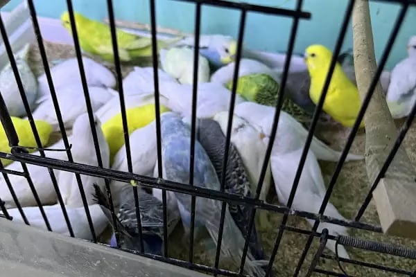 Ceren Petshop YENİKENT - Resim 6