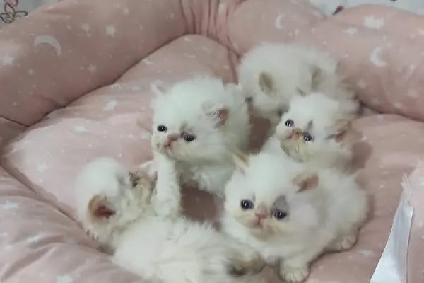 Ceren Petshop YENİKENT - Resim 19