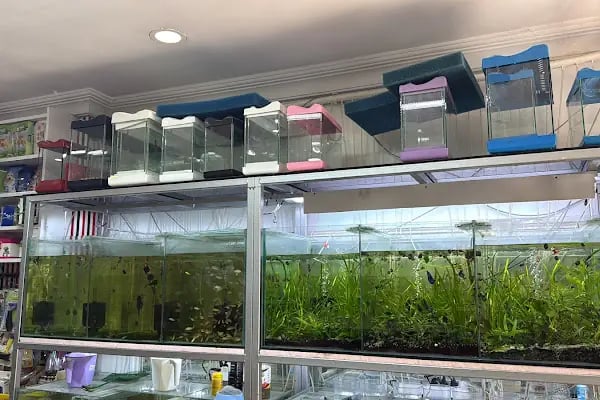 Ceren Petshop YENİKENT - Resim 7