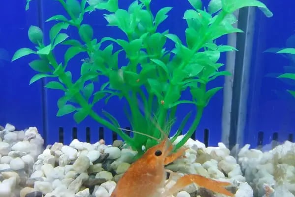ÖZLEM PET SHOP &amp; AKVARYUM - Resim 15
