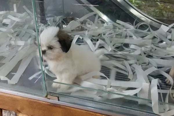 ÖZLEM PET SHOP &amp; AKVARYUM - Resim 3