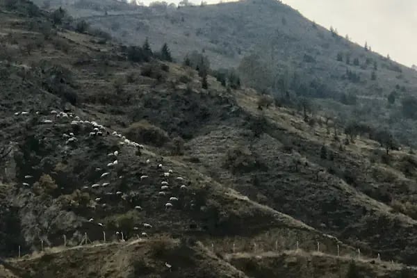 Tifake Sille izci Kamp Alani - Resim 13