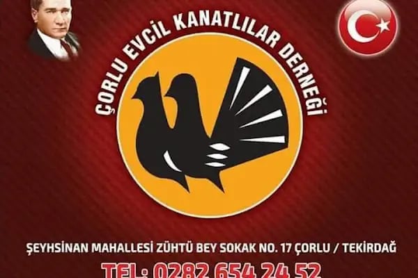 çorlu evcil kanatlılar derneği - Resim 3