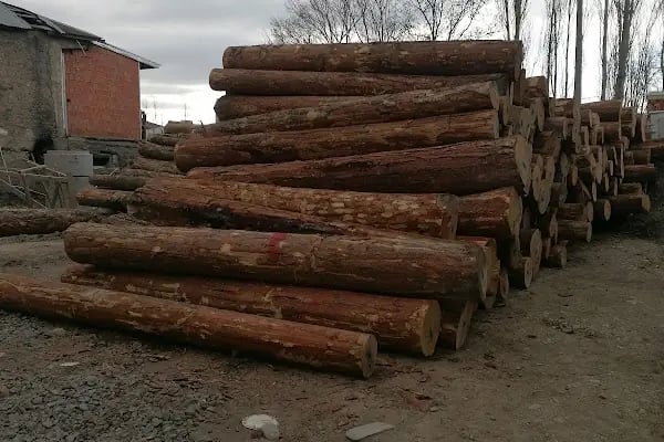 Seyfi mete orman ürünleri - Resim 14
